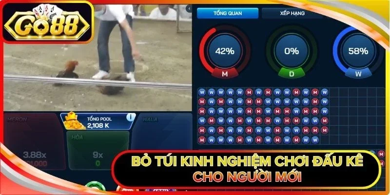 Đá Gà Cựa Dao - Hình Thức Thi Đấu Kịch Tính Được Yêu Thích 3 Bỏ túi kinh nghiệm chơi đấu kê cho người mới