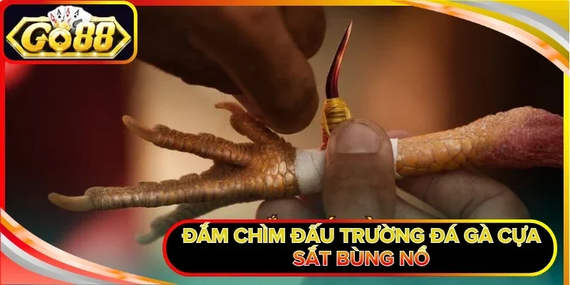 Đá Gà Cựa Sắt GO88 - Trải Nghiệm Những Trận Chiến Kê Cam Go 1 Đắm chìm đấu trường đá gà cựa sắt bùng nổ