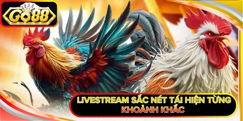 Đá Gà Cựa Sắt GO88 - Trải Nghiệm Những Trận Chiến Kê Cam Go 2 Livestream sắc nét tái hiện từng khoảnh khắc